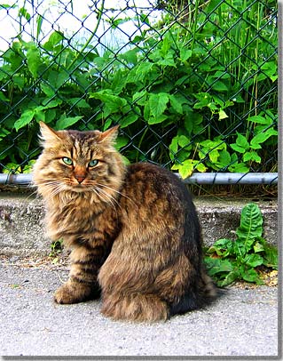 ノーウィージャン・フォレスト・キャット